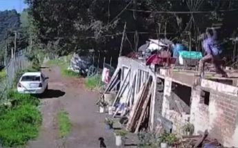 Albañil arroja trozo de madera a perro en Edomex / Captura