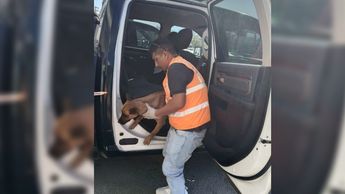 El perro fue resguardado por las autoridades. | Especial