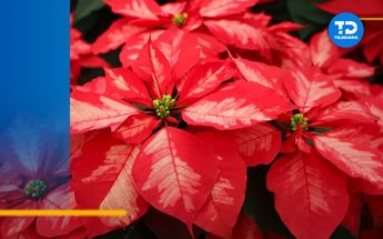 Flor de nochebuena: cuál es su significado en navidad