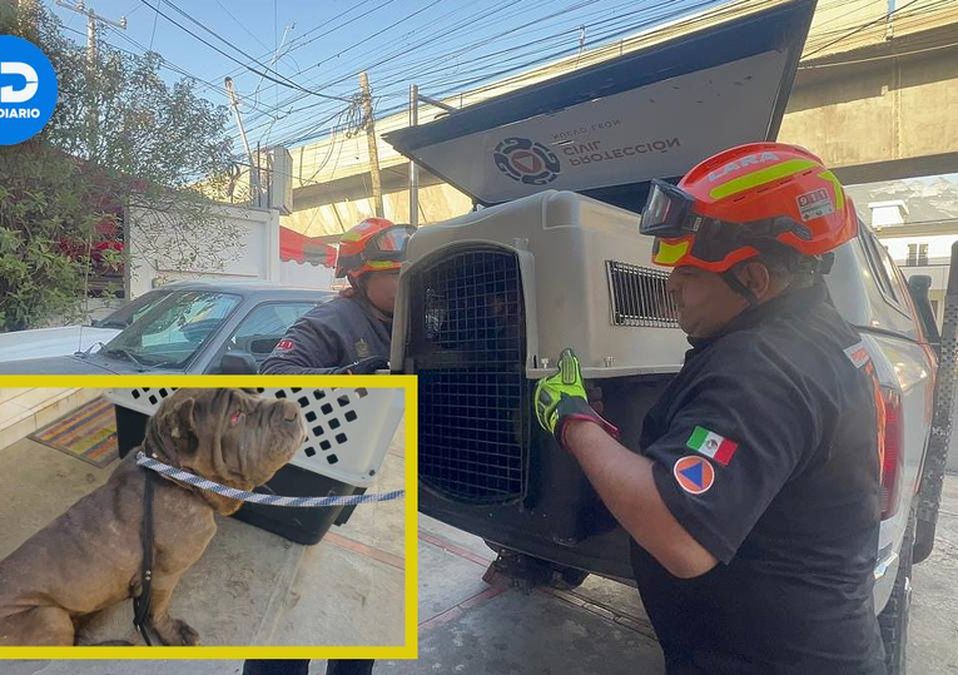Los perros abandonados fueron llevados a una veterinaria para ser revisados. | Especial