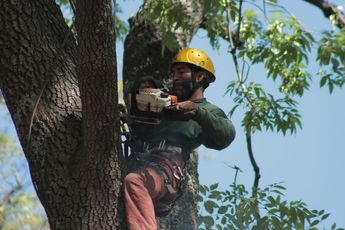 Un "arborista” se monta para podar un árbol desde las alturas / agencia Es Imagen
