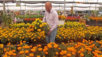 Las necesidades del mercado de la flor de cempasúchil han desplazado a las semillas locales | Melanie Torres