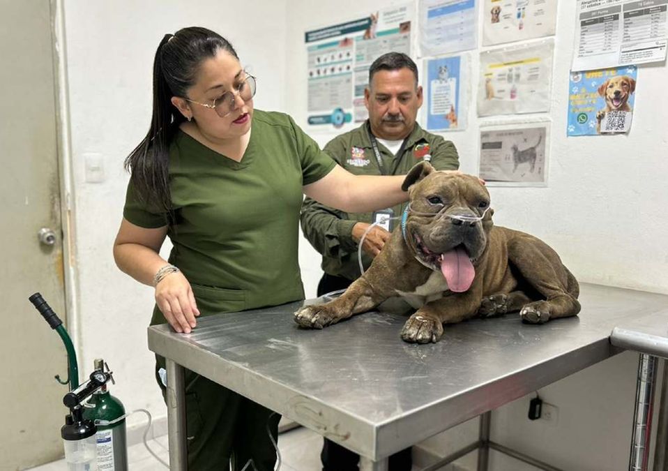 El perrito Tiger fue localizado por Protección y Bienestar Animal de Escobedo, Nuevo León. | Cortesía