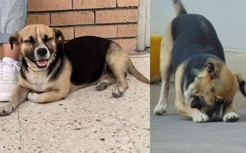 Este es el perrito que buscan los estudiantes de la UANL. | Especial
