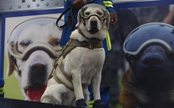 Frida formó parte de hasta 53 operaciones de rescate /Araceli López