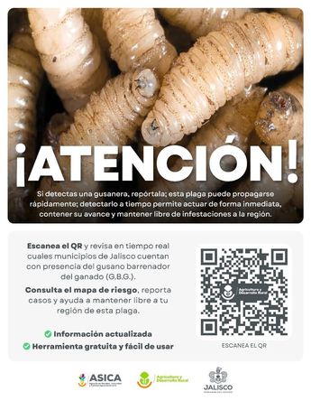 En caso de presentarse el gusano barrenador en un animal puedes reportarlo en los números proporcionados | SADER Jalisco