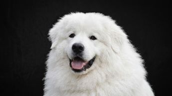El caso se encuentra relacionado con la muerte de Rocky, un perro que presuntamente fue víctima de maltrato.