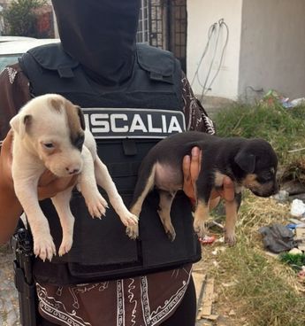 Los perritos pudieron ser recatados por las autoridades tras una denuncia ciudadana anónima | Fiscalía del Estado de Jalisco