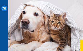 Cuando y donde vacunar mis mascotas contra la rabia en Nuevo León | Especial
