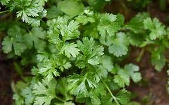 Hojas de cilantro | Poder del consumidor