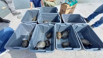 Tortugas rescatadas / Leyda Estrada