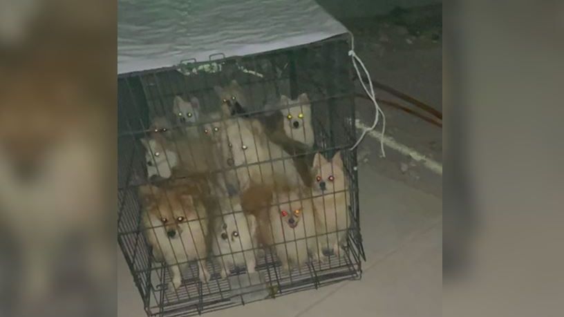 Perritos rescatados | Cortesía