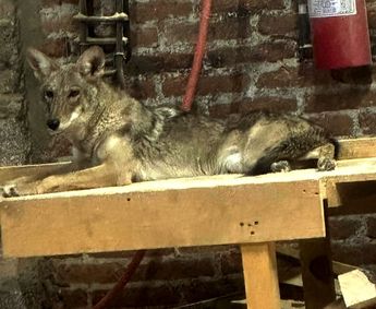 Bienestar Animal busca al Coyote Chucho en Tehuacán / Apolonia Amayo