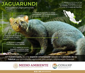 Esto dice la Comisión Nacional de Áreas Naturales Protegidas. | Especial