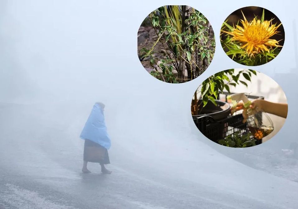 ¿Cómo cuidar mis plantas ante las bajas temperaturas en Nuevo León?