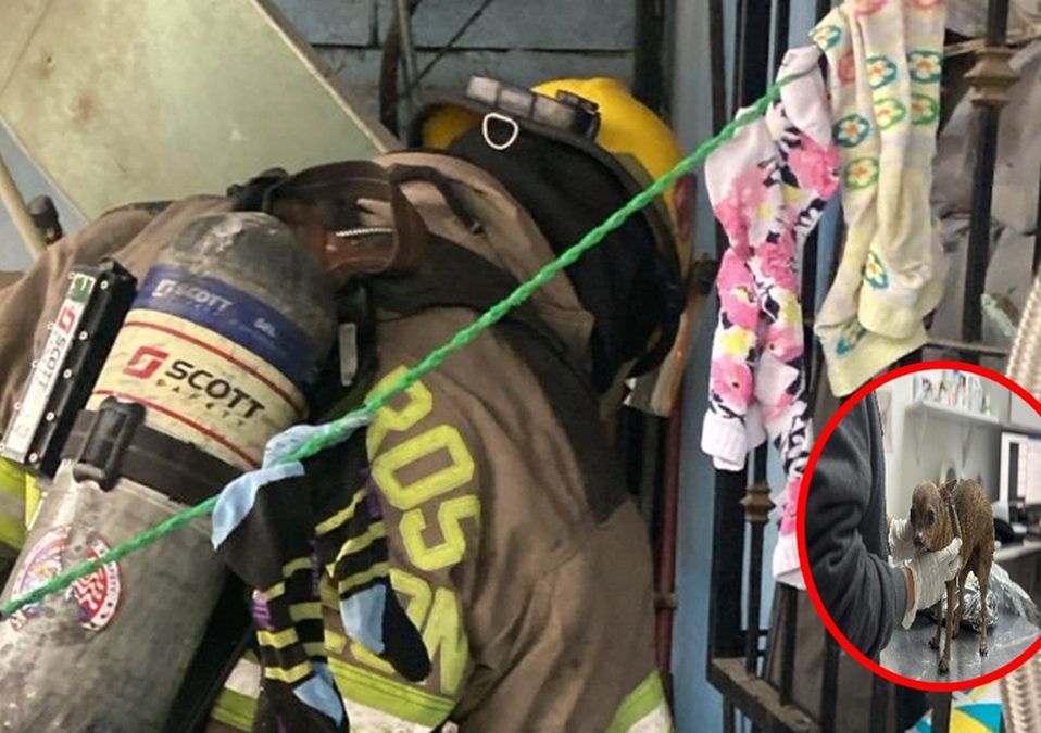 Paramédicos y autoridades atendieron a una familia y a su mascota tras una explosión de gas en Escobedo.| Especial