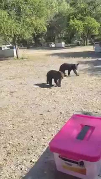 Osos sorprenden a familia en Parque Boca de Leones en Bustamante, Nuevo León