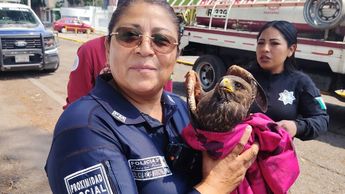 Se desconoce el origen del águila hallada en calles de Ecatepec | Lauro Galicia
