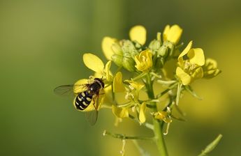 De la mostaza se puede utilizar toda la planta/ Pixabay