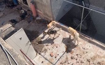 Los perritos viven sin alimento y en un lugar sucio / Especial